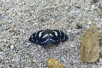 Elzunia pavonii image