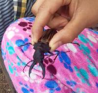 Macrodontia mathani image