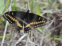 Papilio polyxenes image