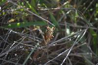 Schistocerca pallens image