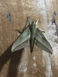 Xylophanes rhodochlora image