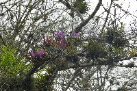 Cattleya maxima image