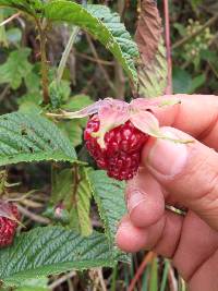 Rubus glaucus image