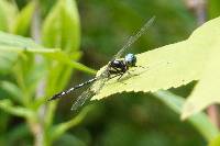 Macrothemis hemichlora image