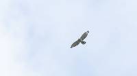 Buteo platypterus image