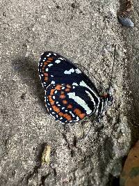 Elzunia pavonii image