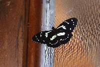 Elzunia pavonii image