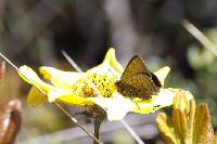 Penaincisalia downeyi image