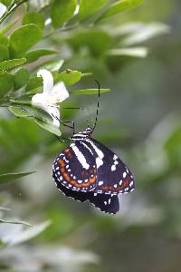 Elzunia pavonii image
