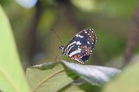 Elzunia pavonii image