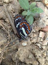 Elzunia pavonii image