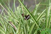 Limenitis alala image