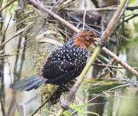 Acropternis orthonyx image