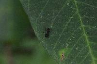 Ectatomma ruidum image