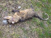 Didelphis marsupialis image