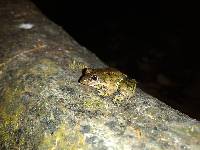 Leptodactylus labrosus image