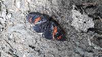 Acraea tenebrarum image