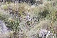 Agriornis montanus image