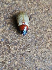 Cyclocephala melanocephala image