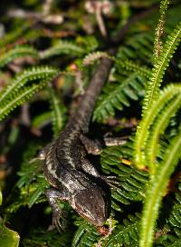 Stenocercus festae image