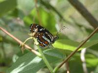 Elzunia pavonii image