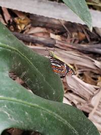 Elzunia pavonii image