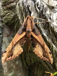Xylophanes ceratomioides image