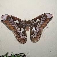 Rothschildia aurota image
