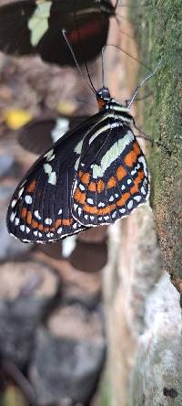 Elzunia pavonii image