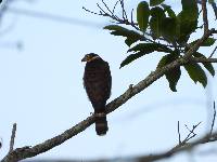 Accipiter bicolor image