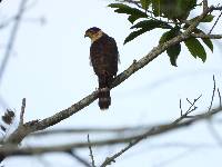Accipiter bicolor image