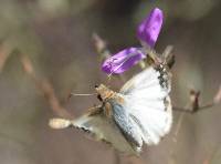 Heliopetes laviana image