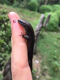 Alopoglossus festae image