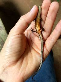 Alopoglossus festae image