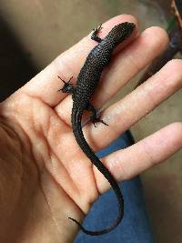 Alopoglossus festae image
