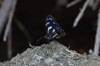 Elzunia pavonii image