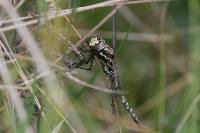 Rhionaeschna marchali image