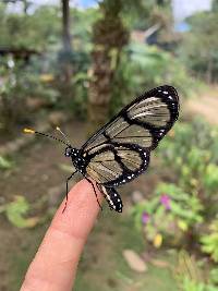 Methona confusa image