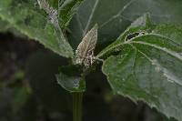 Paramastax annulipes image