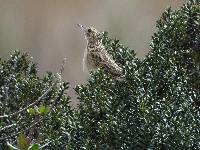 Anthus bogotensis image