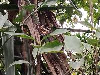 Elzunia pavonii image
