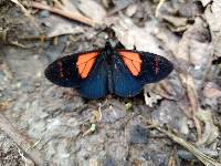 Acraea tenebrarum image