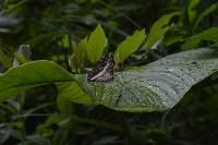 Limenitis alala image
