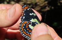 Elzunia pavonii image