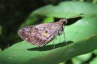 Phanis aletes image