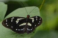 Elzunia pavonii image
