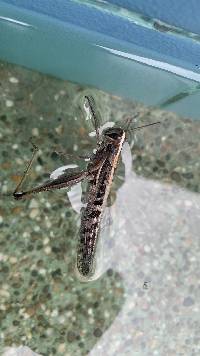 Schistocerca subspurcata image