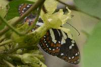 Elzunia pavonii image