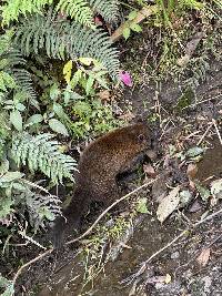 Nasua olivacea image