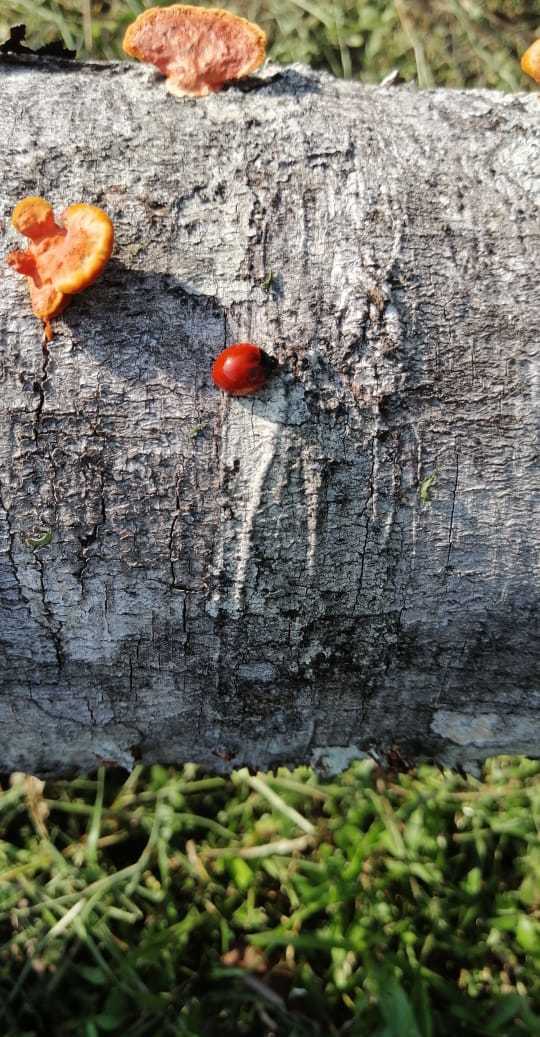 Polyporaceae image